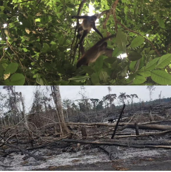 Impacts of deforestation