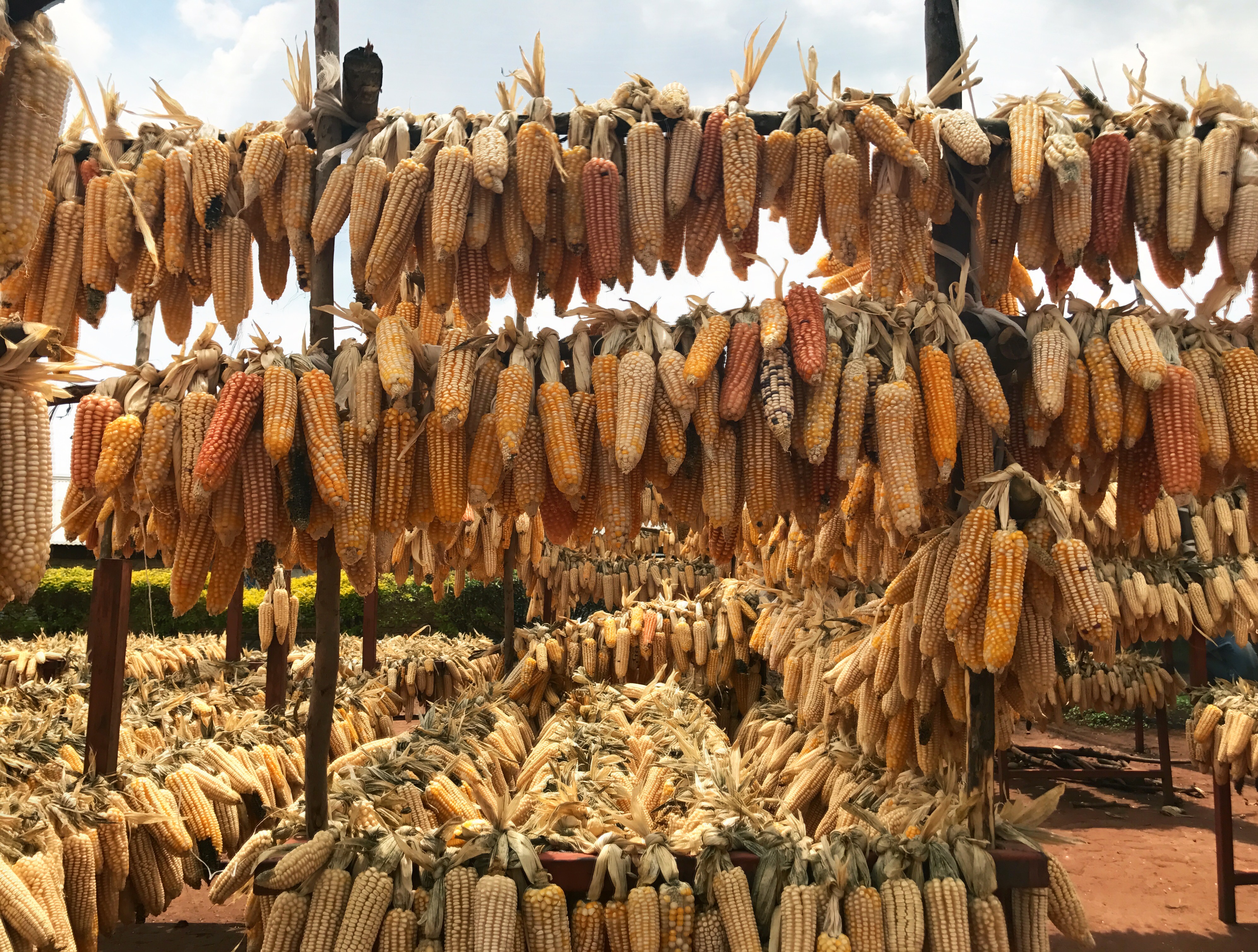 Dried maize cobs hanging