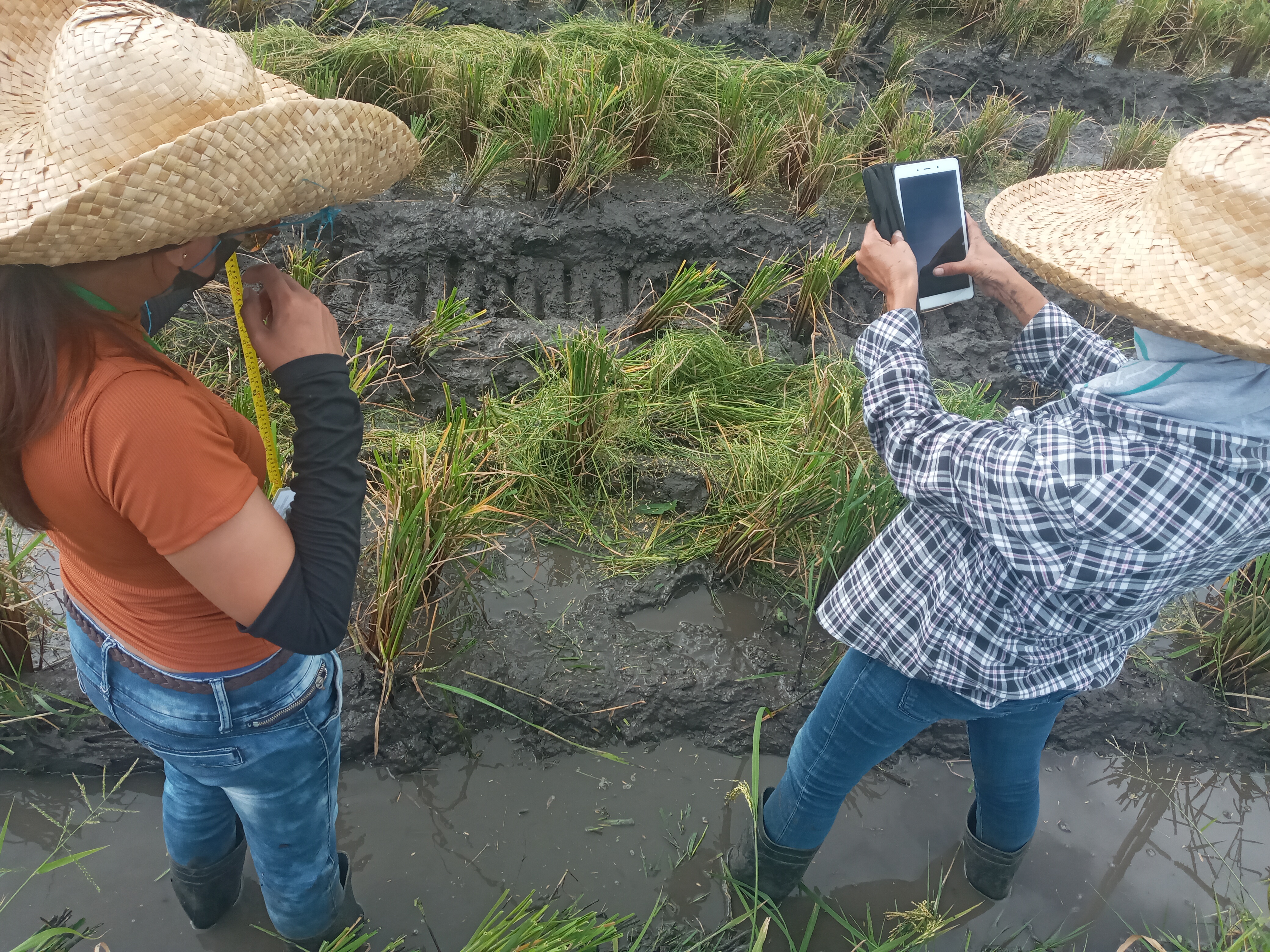 Reducing Rice Straw Burning and Harvest Losses in the Philippines | IPA