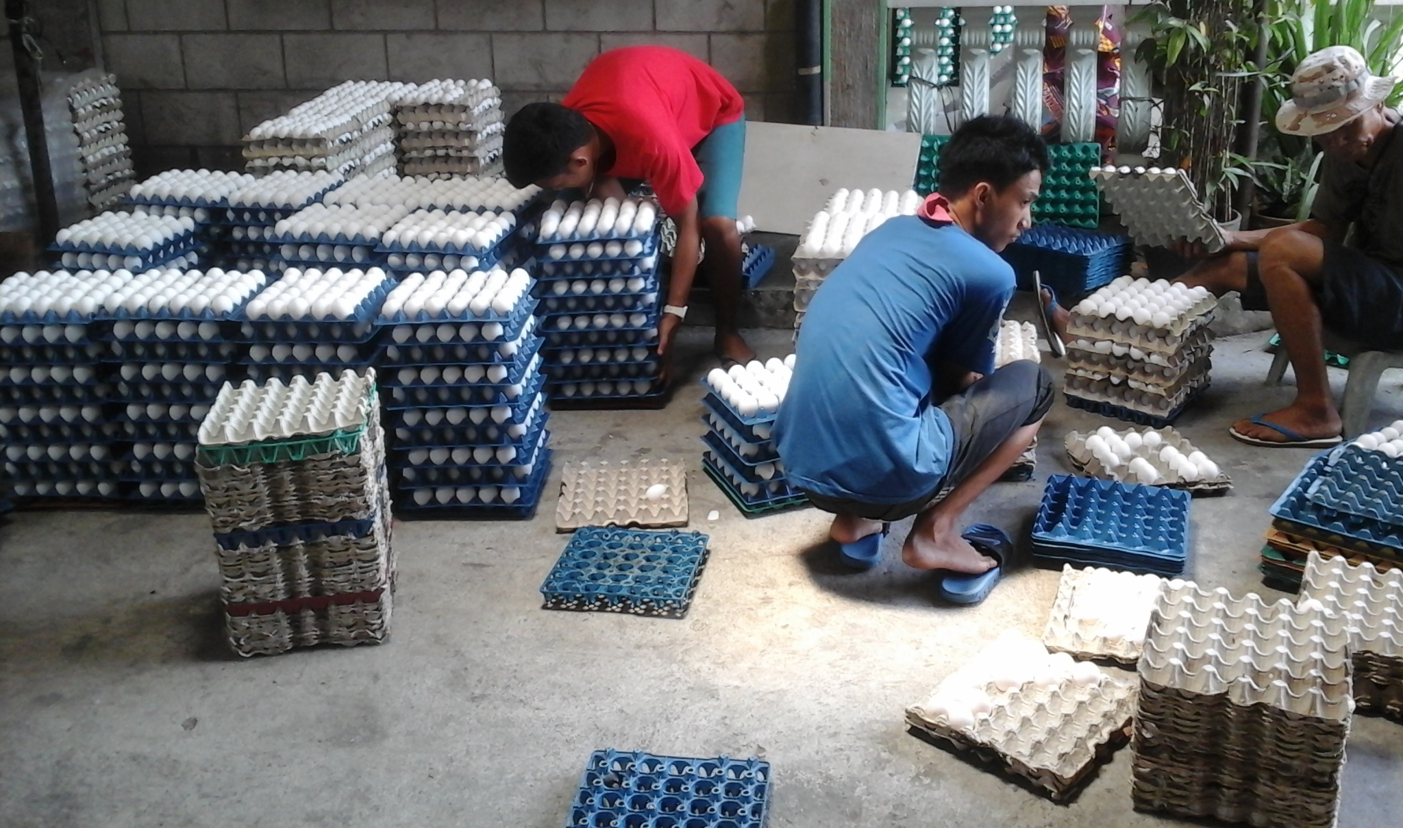 Granjeros organizando huevos en Filipinas