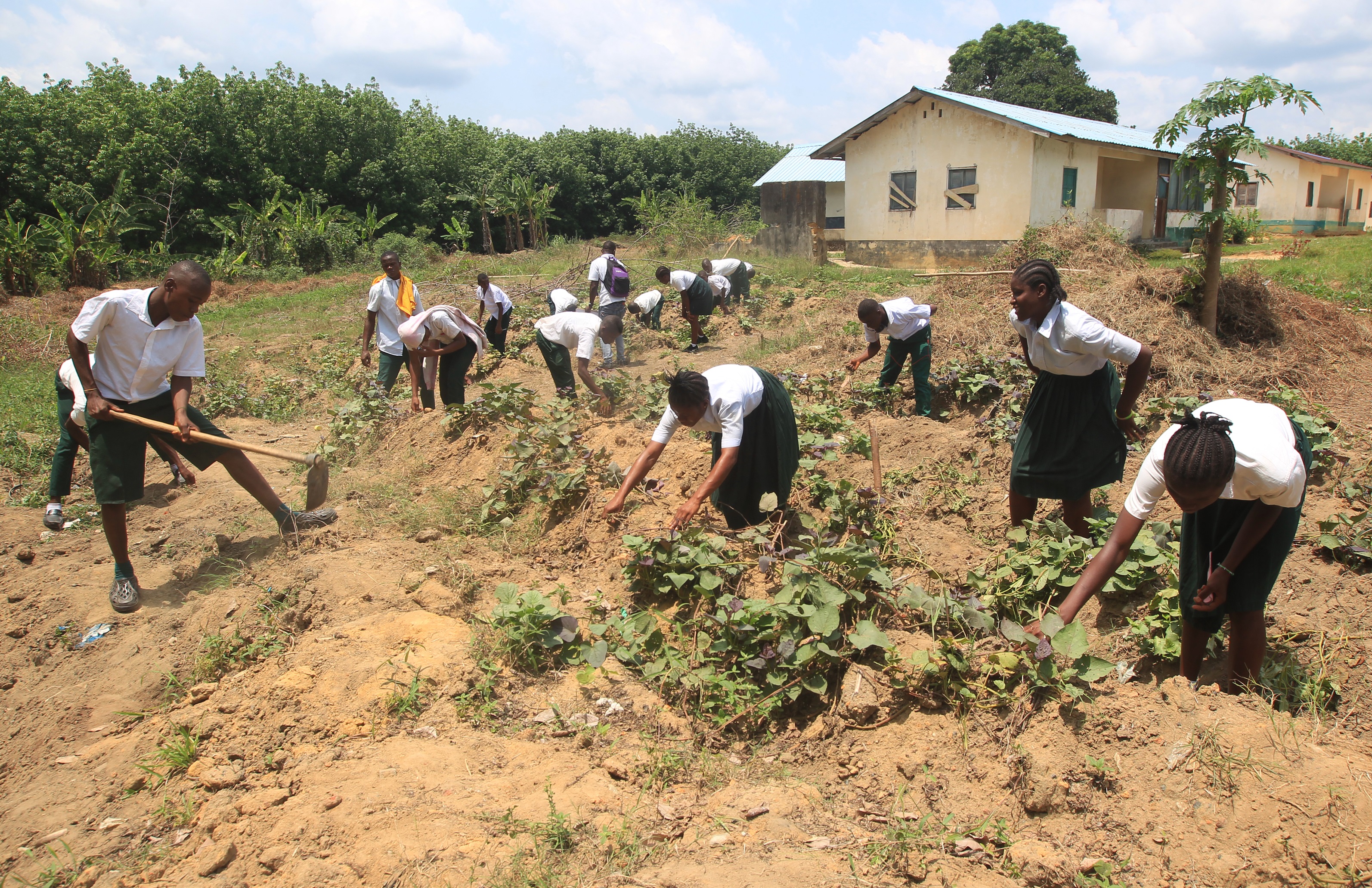 A group of 4-H club members working in a school garden © 4-H Liberia, 2023