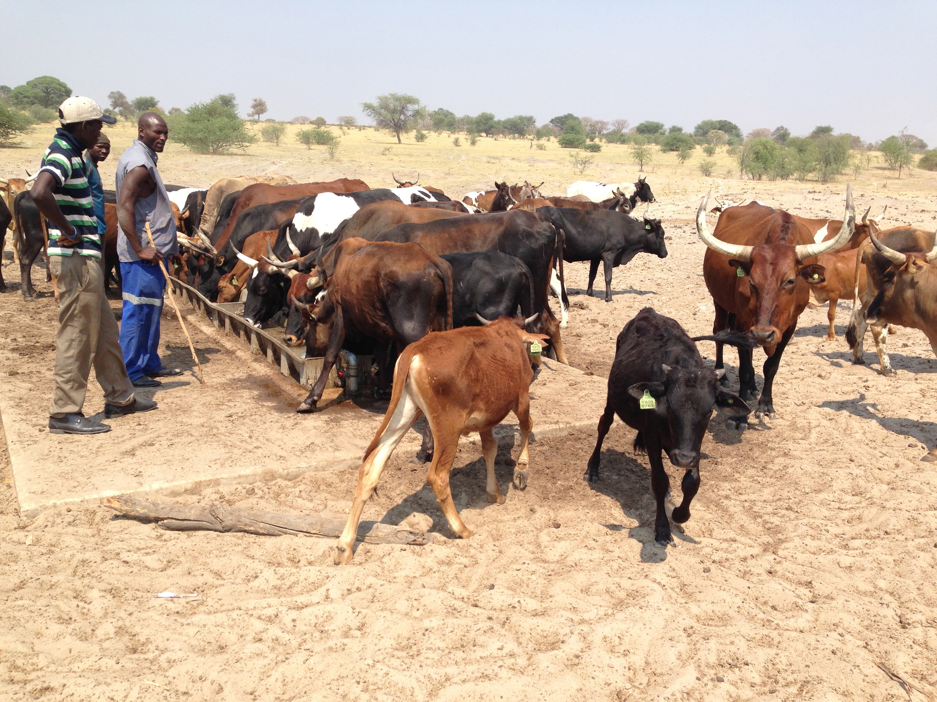 Farmers oversee cattle watering stations in Kavango Region, Namibia ©Nate Barker 2014