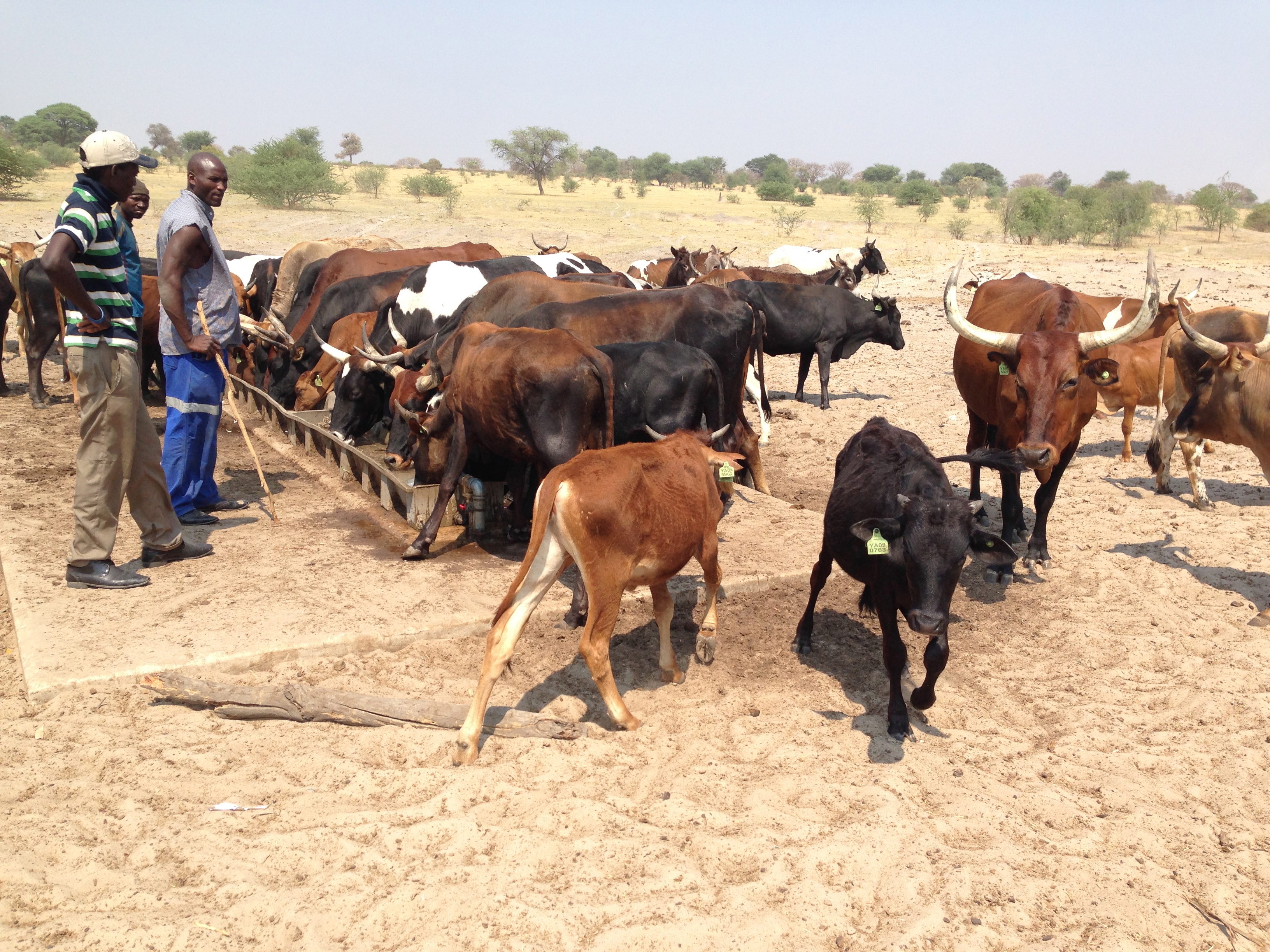 Agricultores supervisan estaciones de abrevadero para ganado en la región de Kavango, Namibia ©Nate Barker 2014