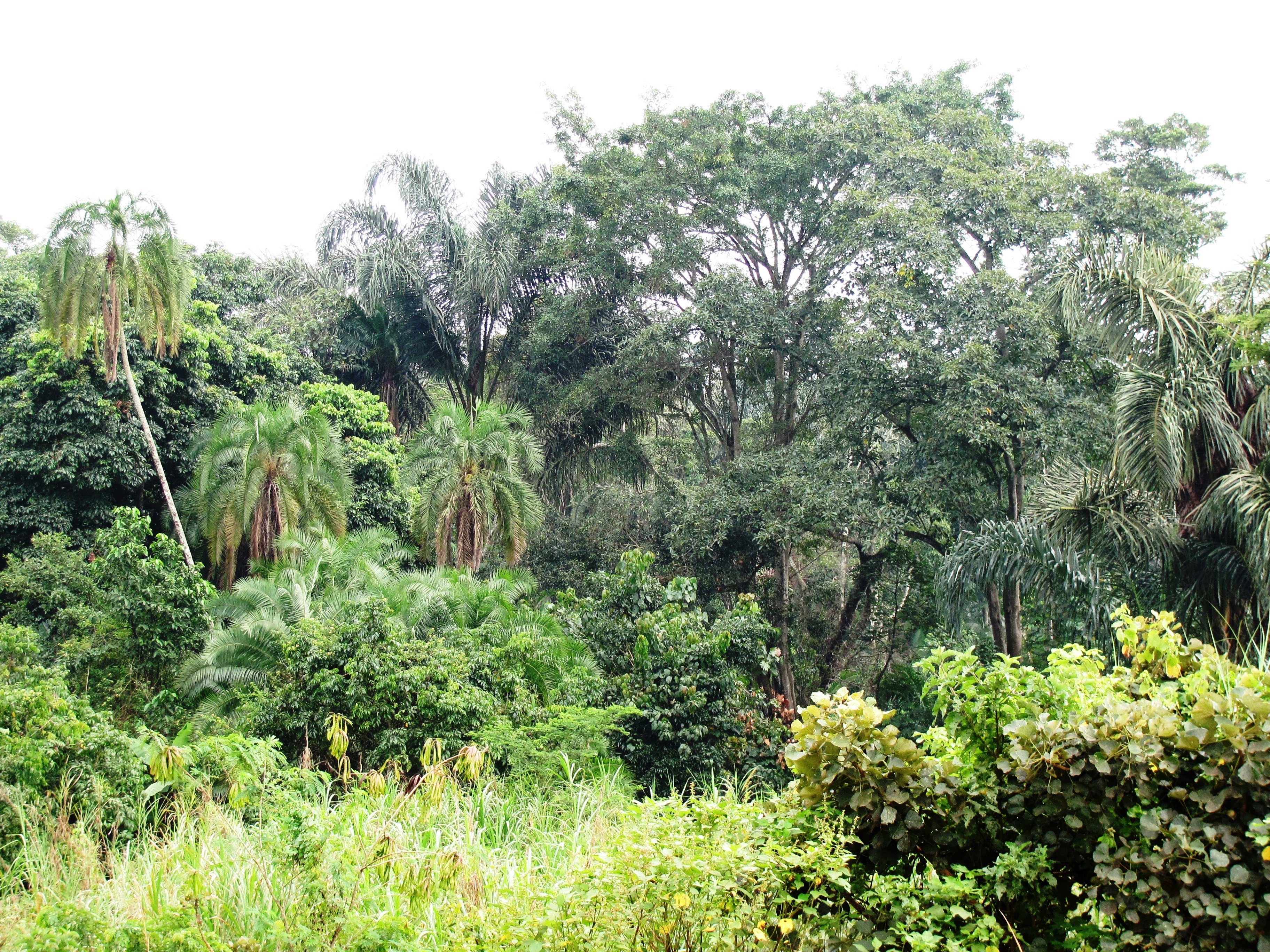 A photo taken during an IPA study on deforestation in Uganda. © 2015 Megan Kearns