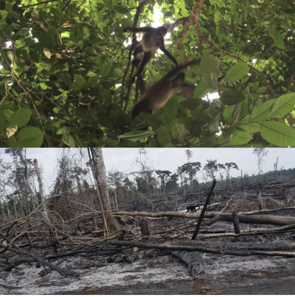 Two photos, one on top of the other - a green forest and a burnt forest.