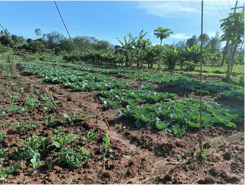 Una granja en el condado de Makueni que practica agricultura regenerativa