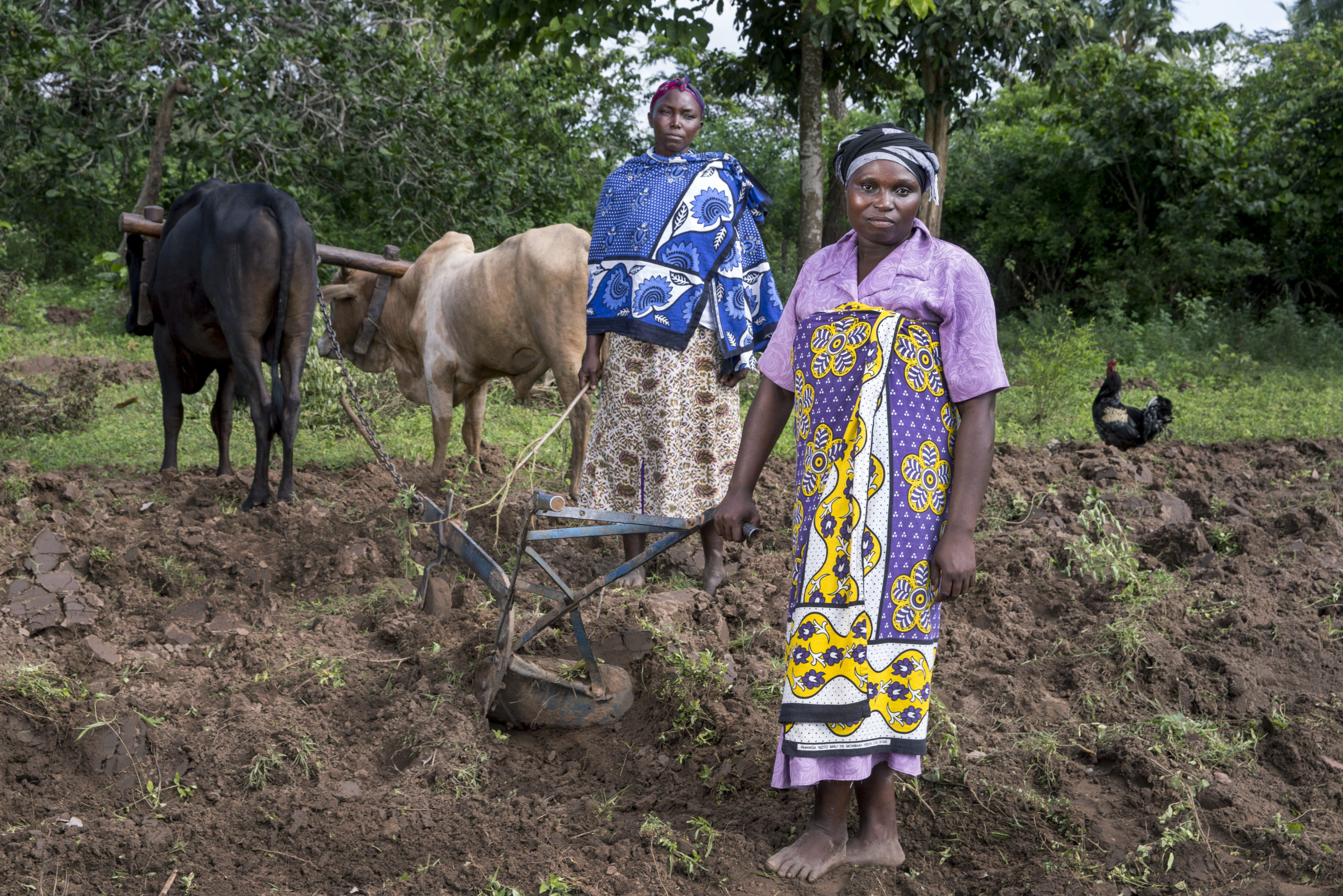 Women standing in fields with livestock in rural Kenya