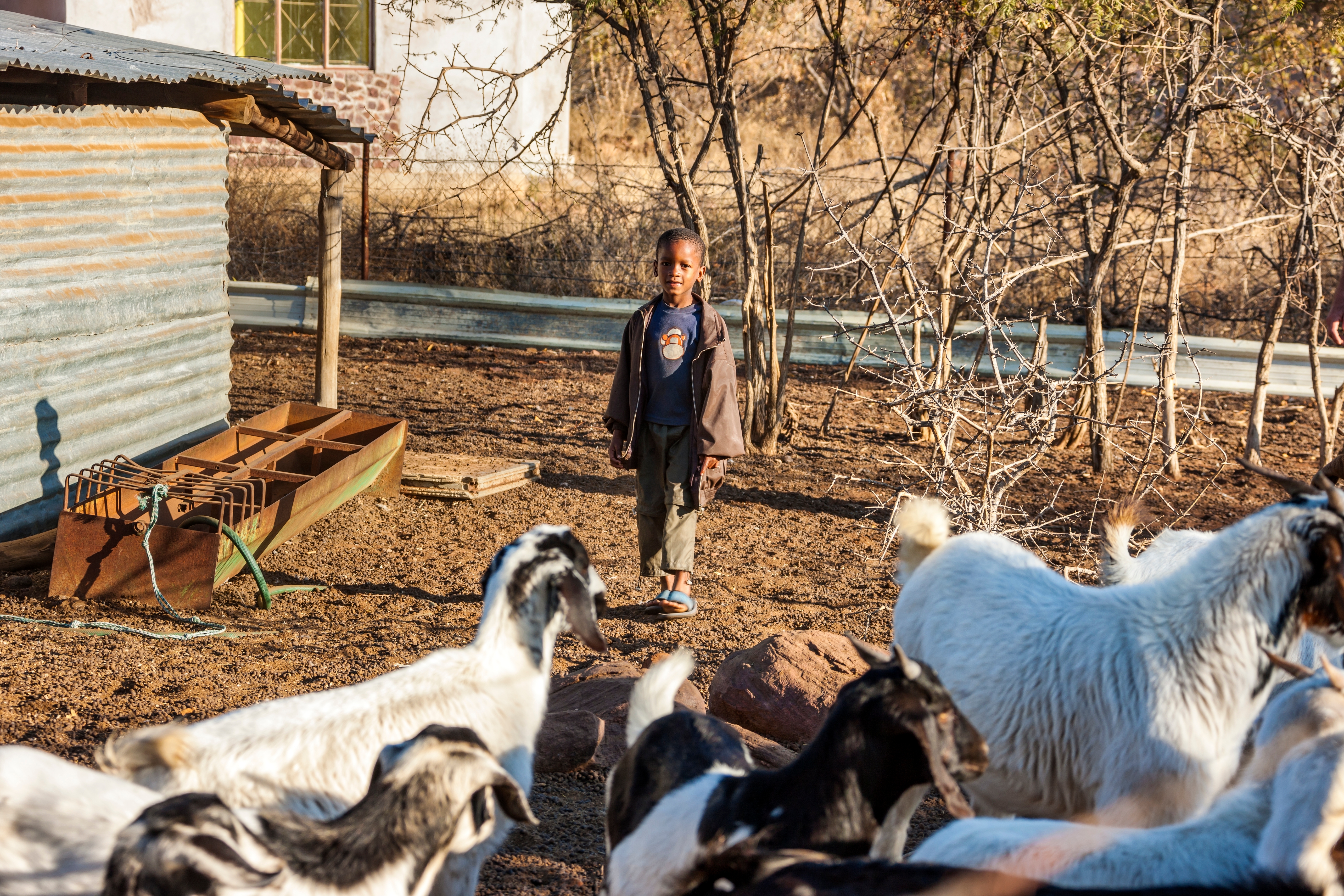 A young boy approaching a herd of goats settled beside a village house in Africa. 