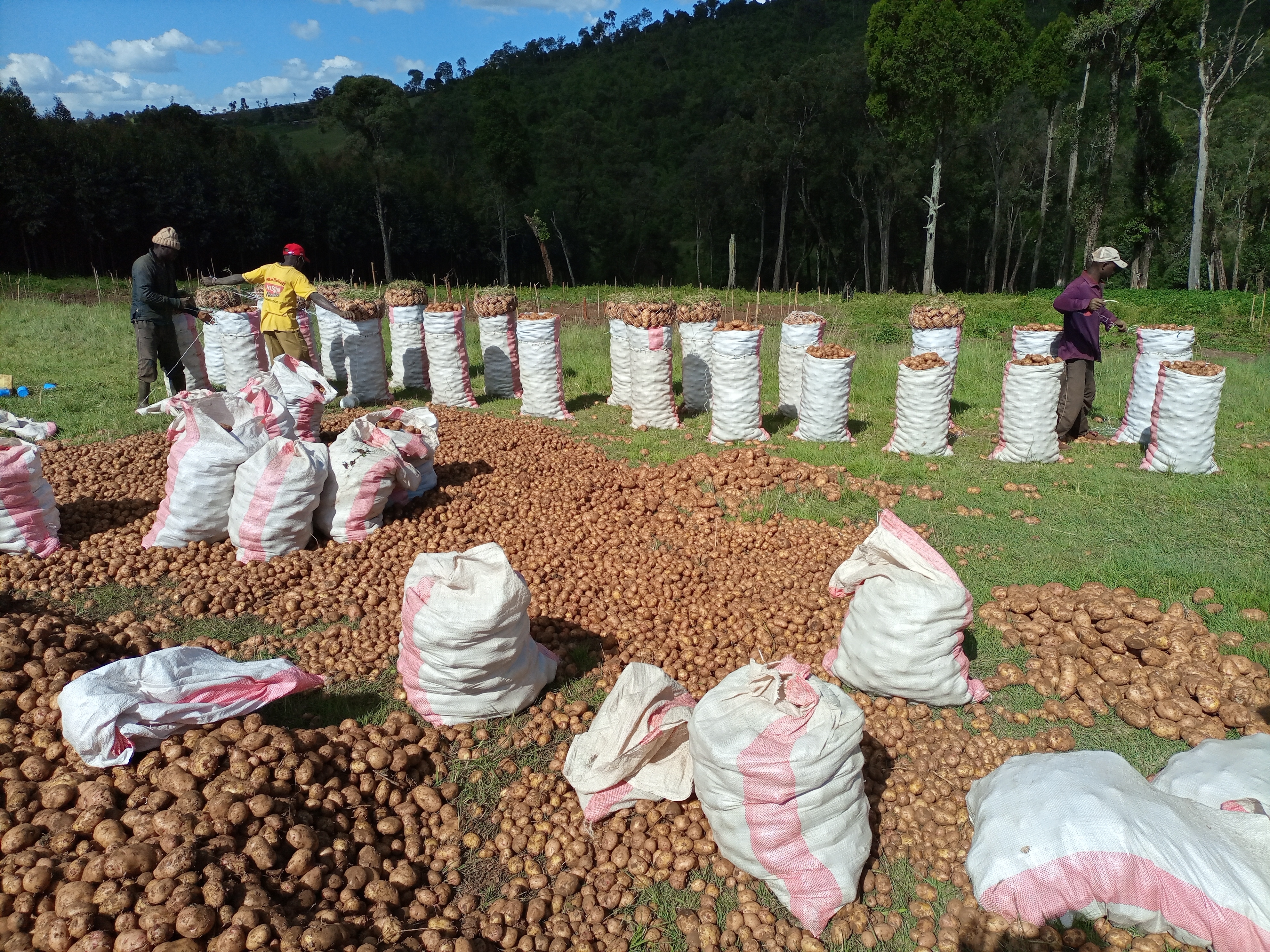 Several bags of packed potatoes ready to be put on the market in Kenya. 