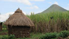 A sugar cane farm in Kenya