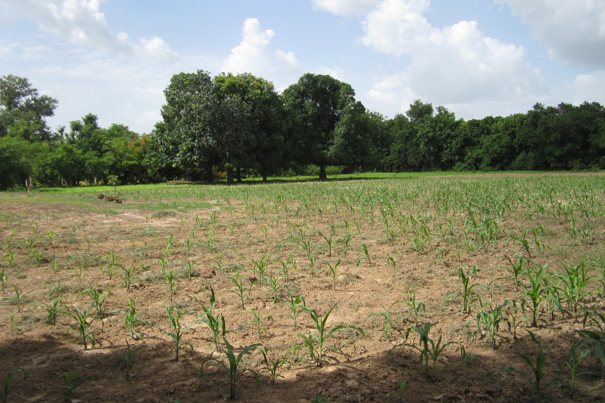 Farming Contract of High on ... Impact Yielding The Seed