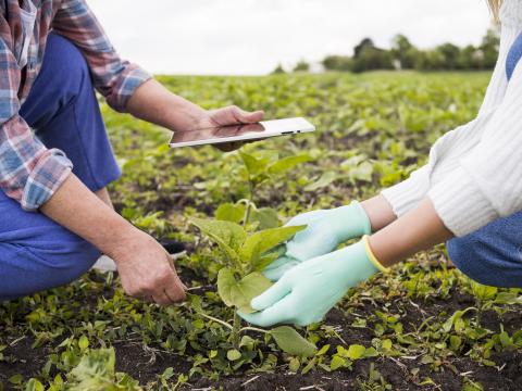 People farming close together in Costa Rica. Image created by freepik