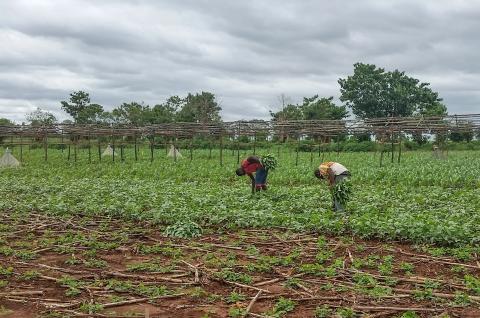 Conservation Agriculture in Ghana by Peter Steward