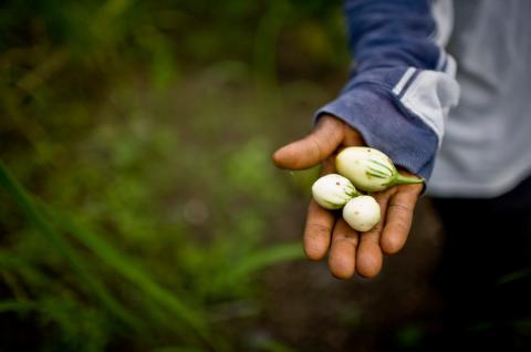 A photo of man holding plant seeds in Liberia