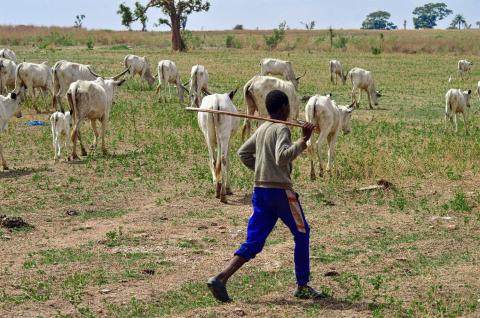 A child herder in Nigeria