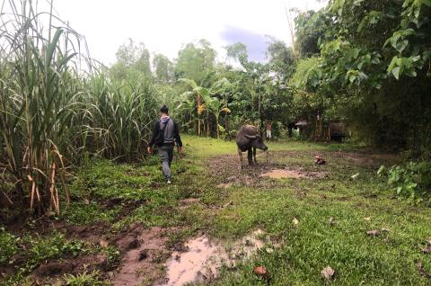 Livestock in a household participating in the graduation intervention