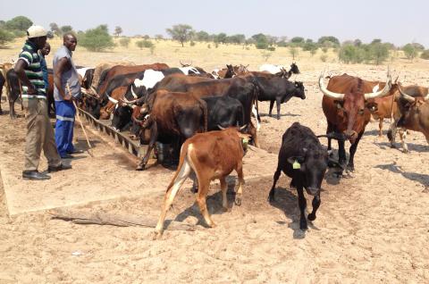 Farmers oversee cattle watering stations