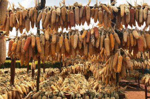 Maize cobs drying