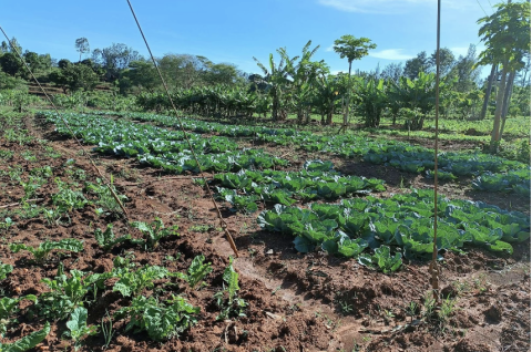 A farm in Makueni County practicing Regenerative Agriculture