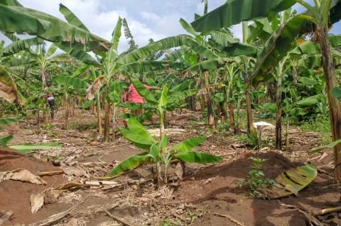 A banana shamba in Uganda