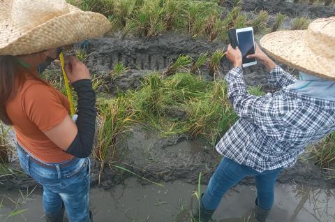 Pila, Laguna; Recopilación de datos de medición de campo © IPA Filipinas 2023