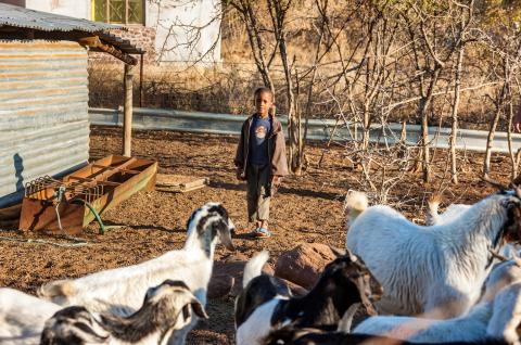 A young boy approaching a herd of goats settled beside a village house in Africa