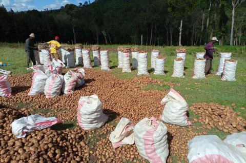 Several bags of packed potatoes ready to be put on the market in Kenya.