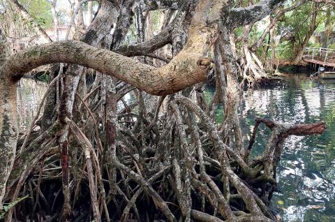 Photo of mangrove forest