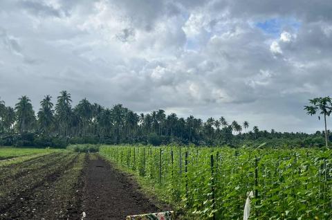 A cucumber farm supported through the AgriBOOST program in Butuan, Philippines. ©2025, IPA, Lou Manalo