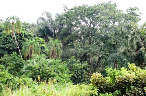 A photo taken during an IPA study on deforestation in Uganda. © 2015 Megan Kearns