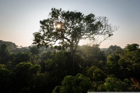 Shutterstock photo of trees in a forest where the sun is setting in the background