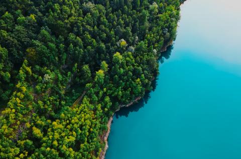 Shutterstock photo of an aerial view of a forest of trees next to water