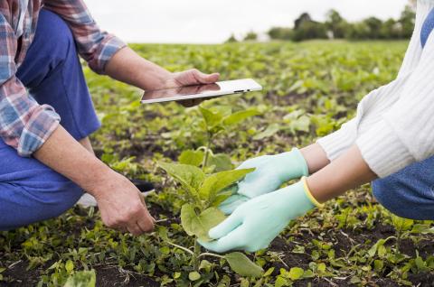 People farming close together in Costa Rica. Image created by freepik
