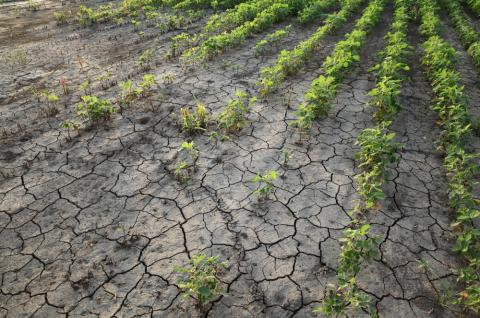 Drought after flood in soy bean field with cracked land and damaged plants. © 2019 sima on Shutterstock