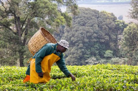 A worker harvests tea leaves in a tea plantation in Kenya. Credit Jane Rix via Shutterstock.