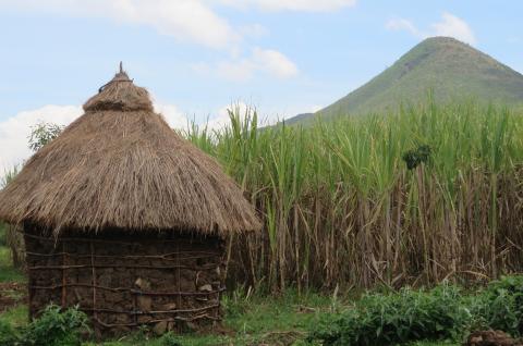 A sugar cane farm in Kenya