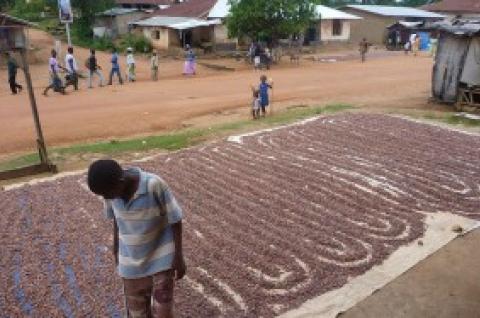 A cocoa farmer in Sierra Leone