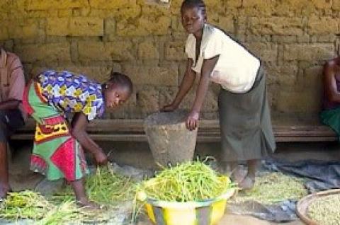 A young boy and girl gather rice in Sierra Leone