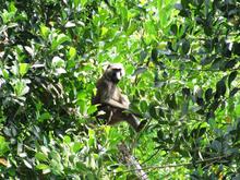 A baboon sits in a Ugandan farmer's jackfruit tree